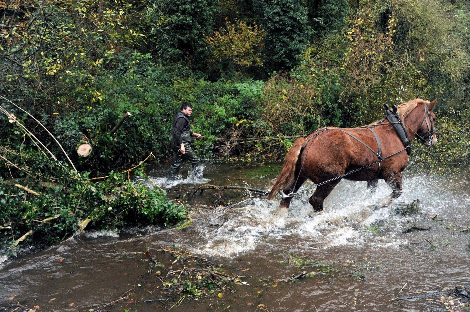 découvrez l'utilité du cheval de trait dans les travaux agricoles et de loisirs, ainsi que tous nos conseils pour son entretien au quotidien : alimentation, soins, habitat et bien-être.