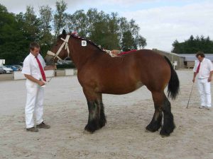 découvrez l'utilité des chevaux de trait et tous nos conseils pour leur entretien : alimentation, soins courants et bonnes pratiques pour assurer leur bien-être au quotidien.