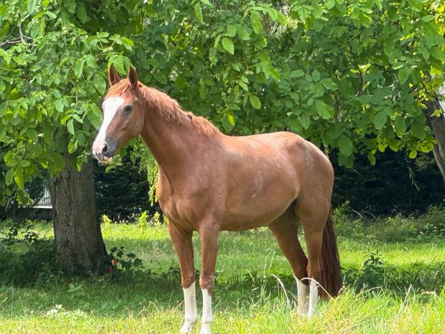 découvrez le cheval idéal à vendre : adapté à tous les niveaux, en parfaite santé et prêt à rejoindre sa nouvelle famille. trouvez votre compagnon parfait pour l’équitation dès aujourd’hui !