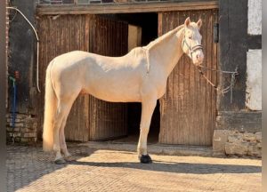 découvrez le cheval idéal à vendre : sélection de chevaux adaptés à tous niveaux, conseils personnalisés et accompagnement pour trouver votre compagnon parfait. rendez-vous dès maintenant pour saisir votre opportunité !