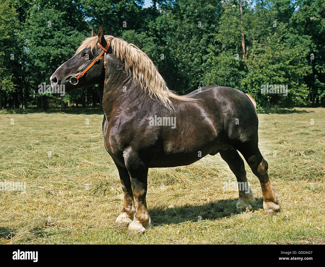 découvrez le cheval percheron, une race de trait française réputée pour sa force, sa douceur et sa polyvalence. apprenez-en plus sur ses origines, ses caractéristiques et ses usages actuels.