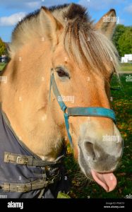 découvrez tout sur le cheval percheron : ses origines, ses caractéristiques, son tempérament et ses utilisations aujourd’hui. un guide complet pour les passionnés de chevaux et les amateurs de cette race emblématique.