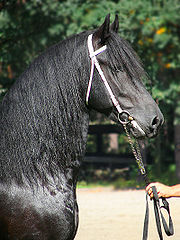 découvrez l'origine fascinante des chevaux frisons et les secrets de leur élevage. guide complet sur l'histoire, les caractéristiques et les pratiques d'élevage de cette race majestueuse.