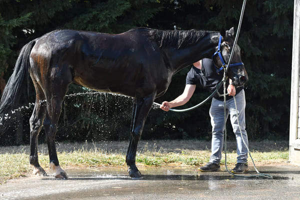 découvrez le métier de palefrenier : ses missions, son quotidien auprès des chevaux, les compétences requises, la formation nécessaire et les débouchés dans le secteur équestre.