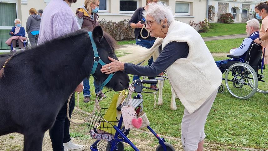 découvrez nos conseils pratiques pour assurer le soin quotidien de votre poney : alimentation, hygiène, brossage et bien-être au quotidien pour un animal en pleine forme.