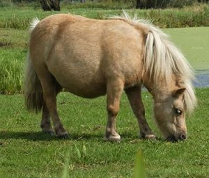découvrez tous les conseils et astuces pour assurer un soin quotidien optimal à votre poney : alimentation, pansage, hygiène et bien-être. offrez à votre compagnon une routine adaptée à ses besoins !