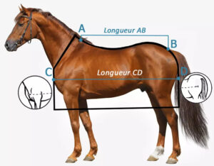 découvrez quelle couverture choisir pour l'assurance de votre cheval et protégez-le efficacement contre les risques liés à la santé, aux accidents et à la responsabilité.