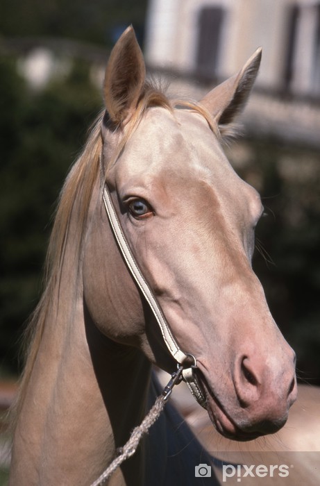 découvrez le cheval akhal-téké, une race rare et élégante reconnue pour sa beauté unique, son endurance exceptionnelle et son pelage brillant aux reflets métalliques. idéal pour les passionnés d’équitation et d’histoire équestre.