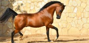 découvrez le cheval akhal-téké, une race rare et élégante reconnue pour sa beauté, sa robe brillante et son incroyable endurance. apprenez-en plus sur son histoire, ses caractéristiques uniques et son rôle dans l'équitation moderne.