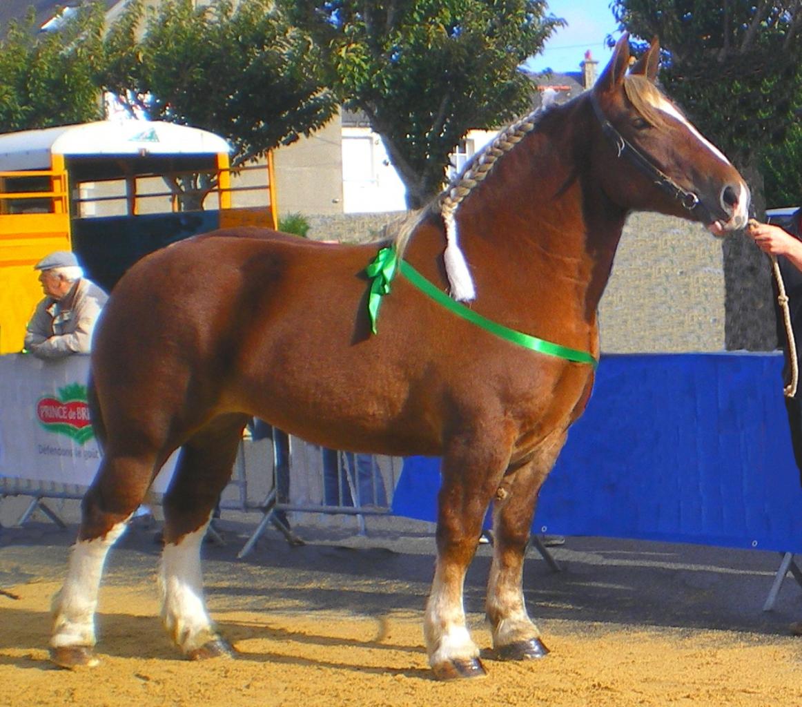 découvrez l'histoire, les caractéristiques et les méthodes d'élevage du cheval breton, une race emblématique de bretagne alliant robustesse et élégance.