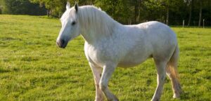 découvrez l'histoire, les traits distinctifs et les méthodes d'élevage du cheval breton, une race robuste et emblématique de bretagne, idéale pour les passionnés d'équitation et d'élevage.
