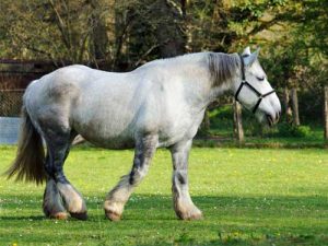 découvrez l'histoire et les origines du cheval comtois ainsi que ses usages traditionnels et modernes dans l'agriculture et l'équitation.