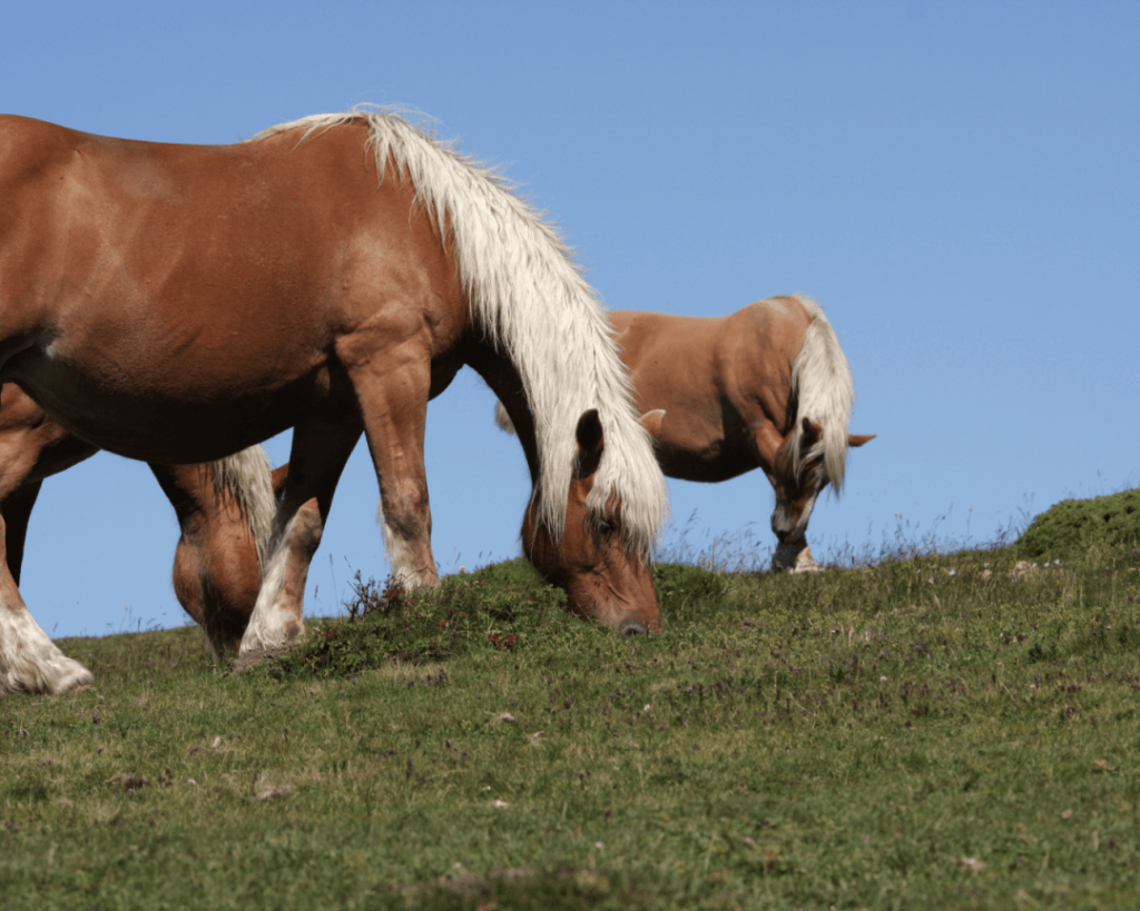 découvrez l'histoire et les utilisations du cheval comtois, une race robuste et polyvalente originaire de franche-comté, idéale pour le travail agricole et les loisirs équestres.