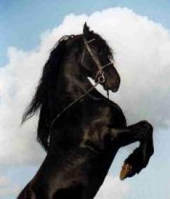 découvrez tout sur le cheval frison : son origine, ses caractéristiques majestueuses, son utilisation en équitation et pourquoi il séduit tant d’amoureux des chevaux. informations complètes et conseils pour passionnés.