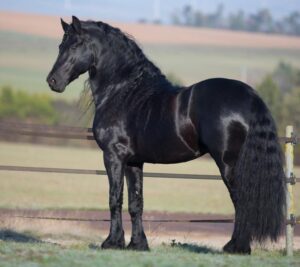 découvrez le cheval frison, une race élégante et majestueuse reconnue pour sa robe noire, sa crinière abondante et son allure gracieuse. informations sur son origine, ses caractéristiques et son utilisation en équitation.