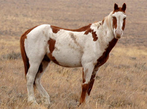 découvrez les caractéristiques et informations essentielles sur le cheval isabelle, une robe unique et appréciée dans le monde équin.
