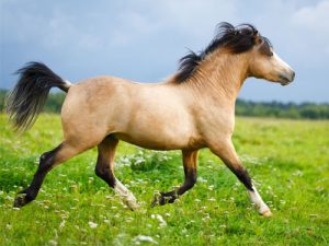 découvrez tout sur le cheval isabelle : ses caractéristiques, son pelage unique, son tempérament et des informations essentielles pour les passionnés d'équitation.