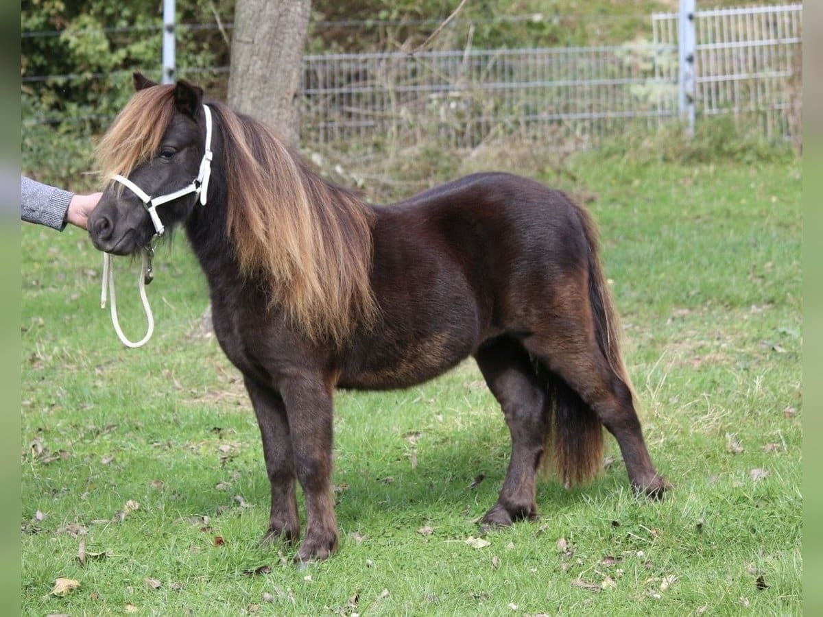découvrez tout ce qu'il faut savoir sur le cheval miniature avec notre guide complet : caractéristiques, soins, élevage et conseils pratiques pour bien débuter.