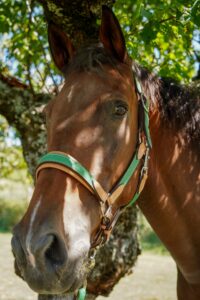 découvrez comment bien choisir et utiliser un licol pour assurer confort et sécurité à votre cheval. conseils pratiques et astuces pour adapter le licol à chaque situation.