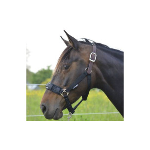 découvrez comment bien choisir et utiliser un licol pour assurer le confort et la sécurité de votre cheval. conseils pratiques, critères de sélection et astuces d’utilisation adaptés à tous les cavaliers.