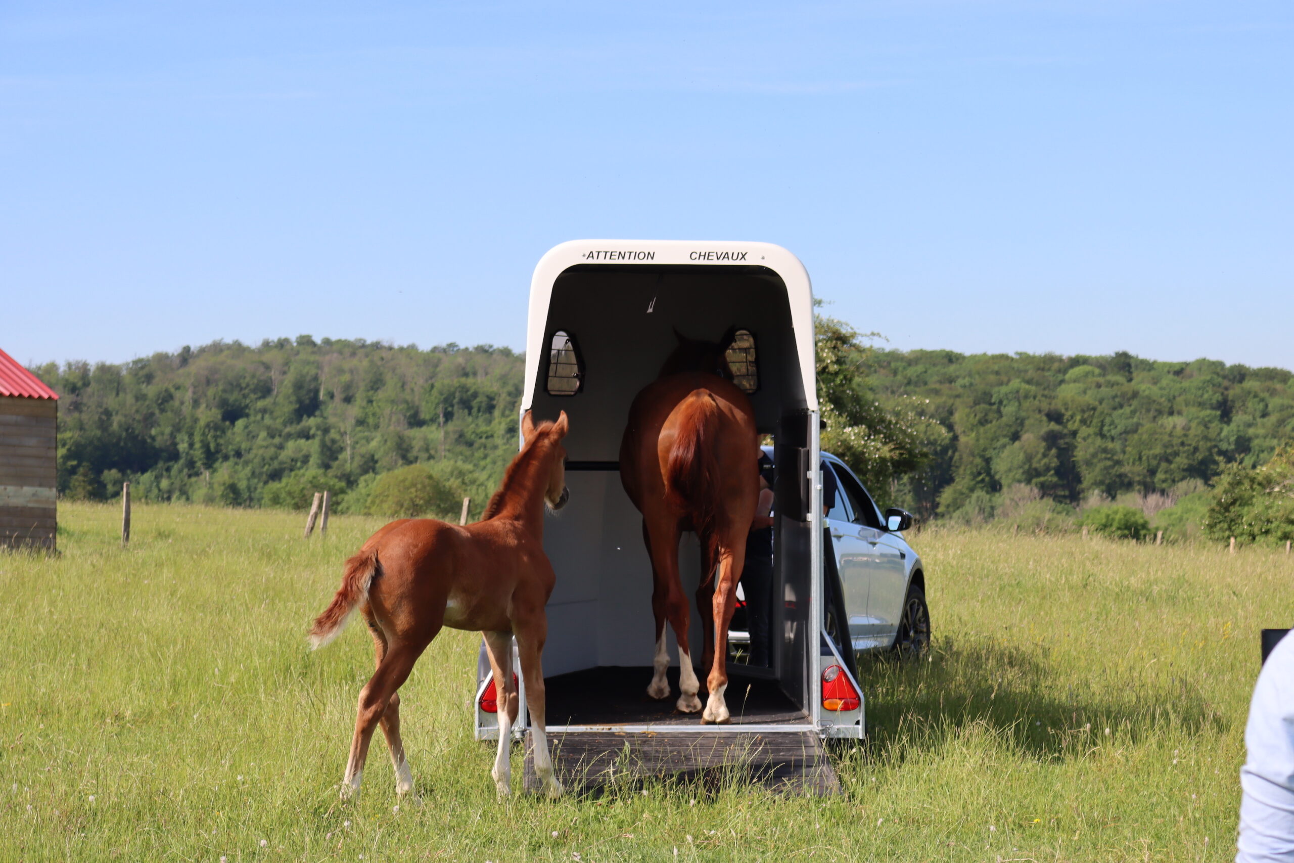 découvrez nos conseils pour bien choisir un van adapté au transport de vos chevaux en toute sécurité et confort.