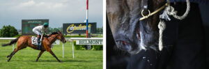 découvrez nos conseils photo pour capturer la beauté et la puissance des chevaux avec des images saisissantes et authentiques.