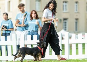 découvrez des conseils efficaces pour le dressage canin, adaptés à toutes les races et à tous les niveaux, pour un chien obéissant et équilibré.