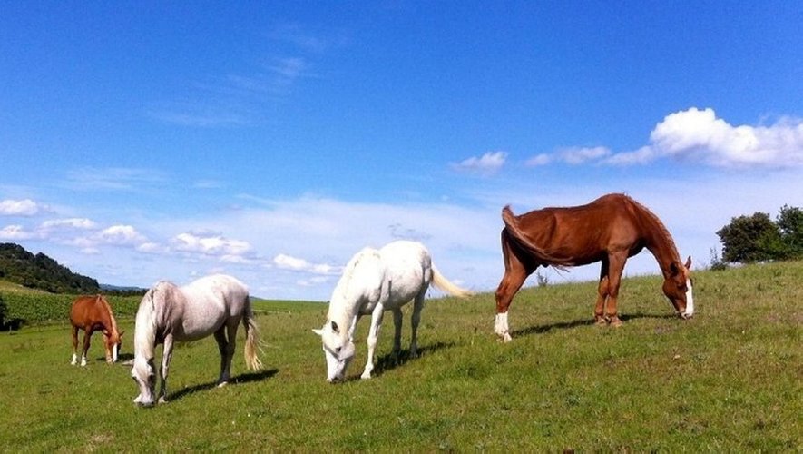 découvrez l'espérance de vie moyenne des chevaux, les facteurs qui l'influencent et comment assurer une vie longue et saine à votre compagnon équin.