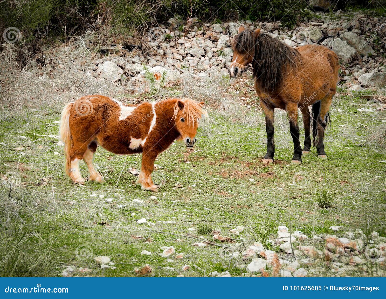 découvrez notre guide complet des mini chevaux : soins, alimentation, entraînement et conseils pour bien s'occuper de ces adorables petites équidés.