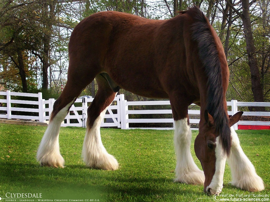 découvrez l'histoire fascinante du cheval shire, ses caractéristiques uniques et ses nombreux usages traditionnels et modernes dans le travail et les loisirs.