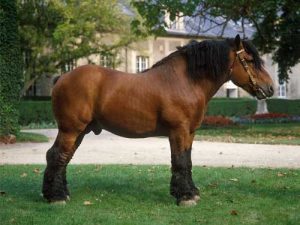 découvrez l'histoire fascinante du cheval shire, ses caractéristiques uniques et ses usages traditionnels dans l'agriculture et le travail.