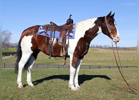 découvrez le paint horse, une race polyvalente aux couleurs éclatantes, reconnue pour son tempérament équilibré et ses performances en équitation.