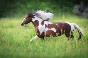 découvrez le paint horse, une race de cheval polyvalente et colorée, reconnue pour son élégance, sa robustesse et son tempérament exceptionnel.