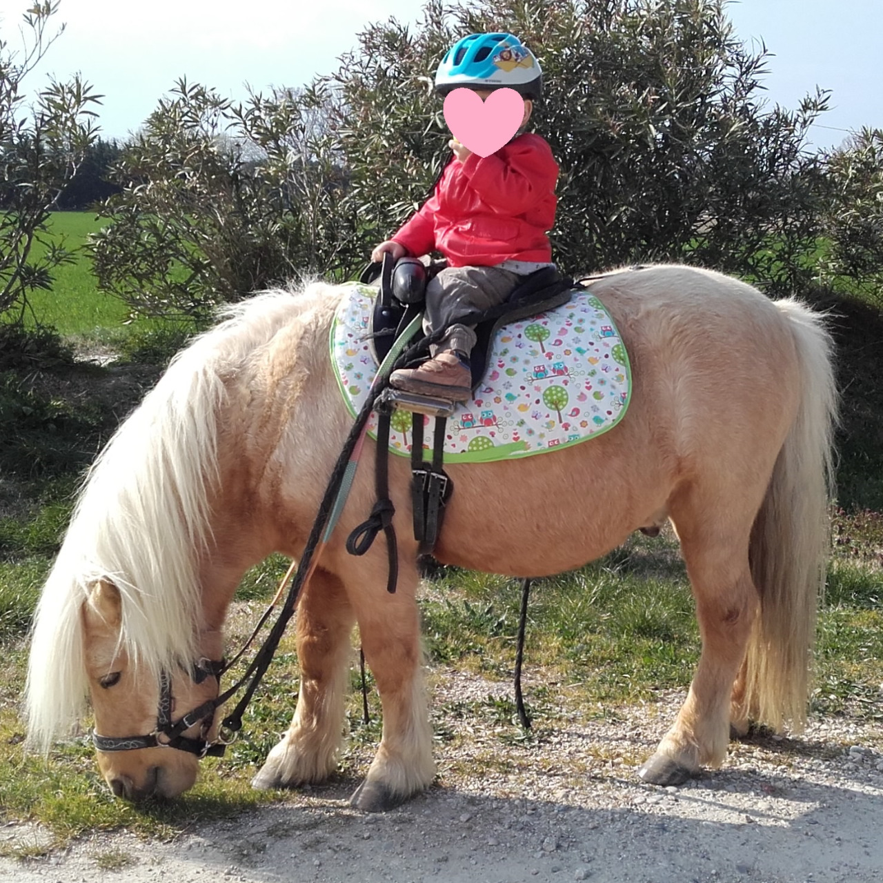 découvrez tout sur le poney shetland : origine, caractéristiques, conseils d’élevage et d’entretien de ce petit cheval robuste, idéal pour les enfants et débutants passionnés d’équitation.
