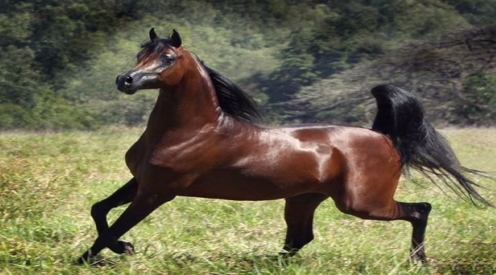 découvrez le prix du cheval le plus cher jamais vendu, les facteurs influençant sa valeur et les records du marché équestre.