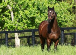 découvrez le prix du cheval le plus cher au monde, les facteurs qui influencent sa valeur et les records historiques dans le domaine équestre.