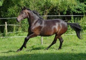 découvrez les différentes races de chevaux et leurs spécificités uniques, de leur origine à leurs caractéristiques physiques et tempéraments, pour mieux comprendre ces magnifiques animaux.