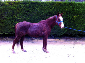 découvrez les symptômes du syndrome de cushing chez le cheval et les traitements disponibles pour améliorer sa santé et son bien-être.