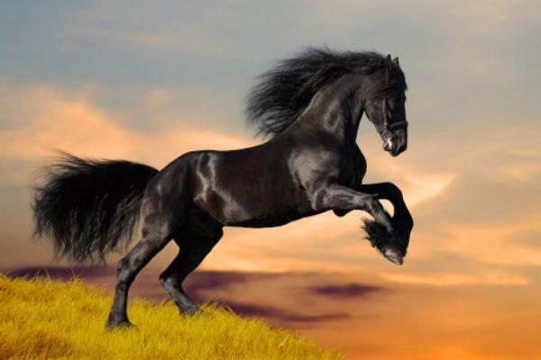 découvrez le cheval le plus beau : élégance, puissance et grâce réunies dans un animal exceptionnel qui fascine les passionnés d'équitation.