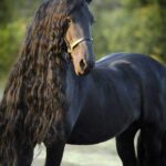 découvrez les chevaux les plus beaux du monde, leurs caractéristiques uniques et ce qui les rend exceptionnels aux yeux des passionnés.