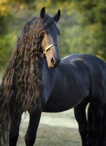 découvrez les chevaux les plus beaux du monde, leurs caractéristiques uniques et ce qui les rend exceptionnels aux yeux des passionnés.