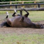 découvrez comment agir rapidement face à une colique chez le cheval pour assurer son bien-être et éviter les complications graves.
