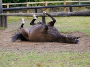 découvrez comment agir rapidement face à une colique chez le cheval pour assurer son bien-être et éviter les complications graves.