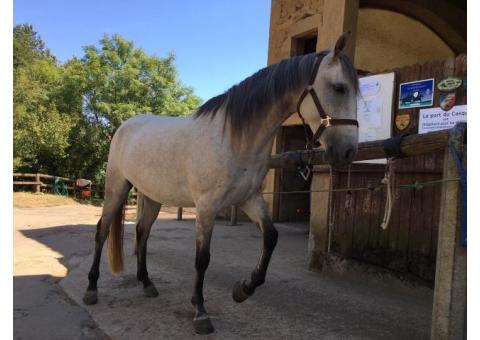 découvrez le coût réel d'un cheval, incluant l'achat, l'entretien, la nourriture, les soins vétérinaires et autres dépenses indispensables pour bien s'en occuper.