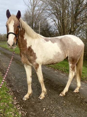découvrez forum cheval annonces, la plateforme sécurisée pour acheter ou vendre votre cheval en toute confiance. trouvez des offres fiables et des conseils d'experts.