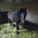 forum cheval annonces : achetez ou vendez vos chevaux en toute confiance grâce à notre plateforme sécurisée et conviviale dédiée aux passionnés d'équitation.
