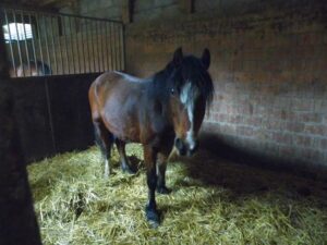 forum cheval annonces : achetez ou vendez vos chevaux en toute confiance grâce à notre plateforme sécurisée et conviviale dédiée aux passionnés d'équitation.