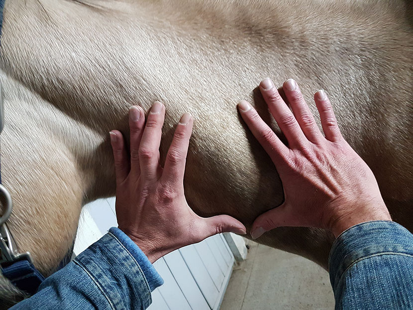 découvrez les bienfaits de l'ostéopathie équine pour la santé et le bien-être de votre cheval. améliorez sa mobilité, soulagez ses douleurs et optimisez ses performances grâce à des soins naturels et adaptés.