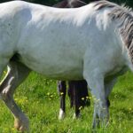 découvrez les étapes clés pour réussir la saillie du cheval et assurer une reproduction optimale. conseils pratiques et guide complet pour éleveurs.