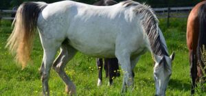 découvrez les étapes clés pour réussir la saillie du cheval et assurer une reproduction optimale. conseils pratiques et guide complet pour éleveurs.